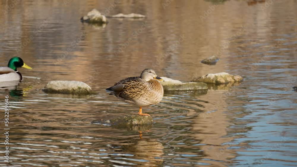 Female Mallard Duck Standing on One Leg on a Stone Stuck Out of Water while Male Swimming in Shallow Stream, Two Wild Ducks At Sunset Female Mallard Duck Standing on One Leg on a Stone Stuck Out of Water while Male Swimming in Shallow Stream, Two Wild Ducks At Sunset