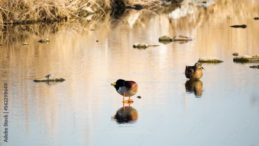 Two Wild Mallard Ducks Standing on Stones in Shallow Stream or Pond Preening Plummage or Cleaning Feathers, Ducks Couple Reflected in Water Surface Under Sunset Light in Winter Two Wild Mallard Ducks Standing on Stones in Shallow Stream or Pond Preening Plummage or Cleaning Feathers, Ducks Couple Reflected in Water Surface Under Sunset Light in Winter