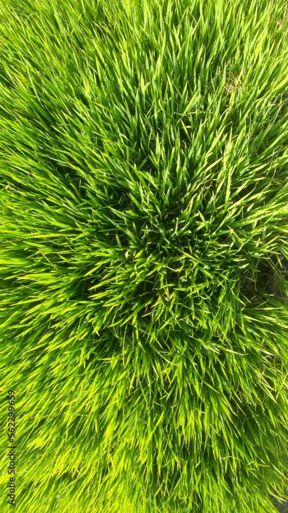 Close up of Top view Green Rice filed, swaying in wind, Vertical Close up of Top view Green Rice filed, swaying in wind, Vertical