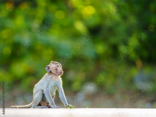 Portrait, Little brown monkey or Macaca sit vacant alone look up at the sky with hope, use your think and imagination, absent-mindedat , Khao Ngu Stone Park, Thailand. Leave space for banner text. © sompao