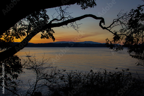 Sunset Over the Ocean with Silhouette of Tree © Erik