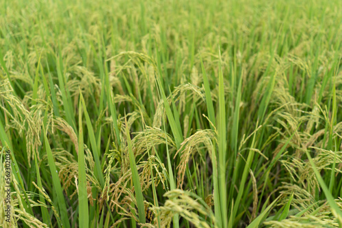 Green Terraced Rice Field. rice is growing in the field background