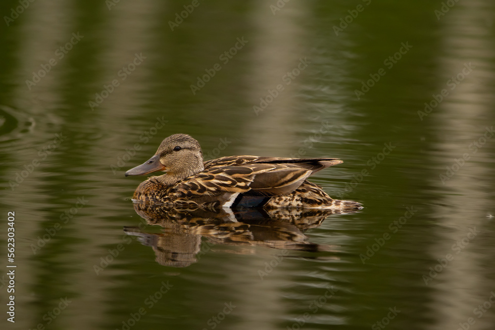 Fototapeta premium Female Green winged teal is swimming in the lake in summer.
