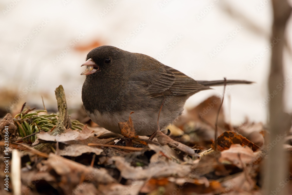 Dark eyed junco is eating seeds on the ground in winter. Dark eyed junco is eating seeds on the ground in winter.