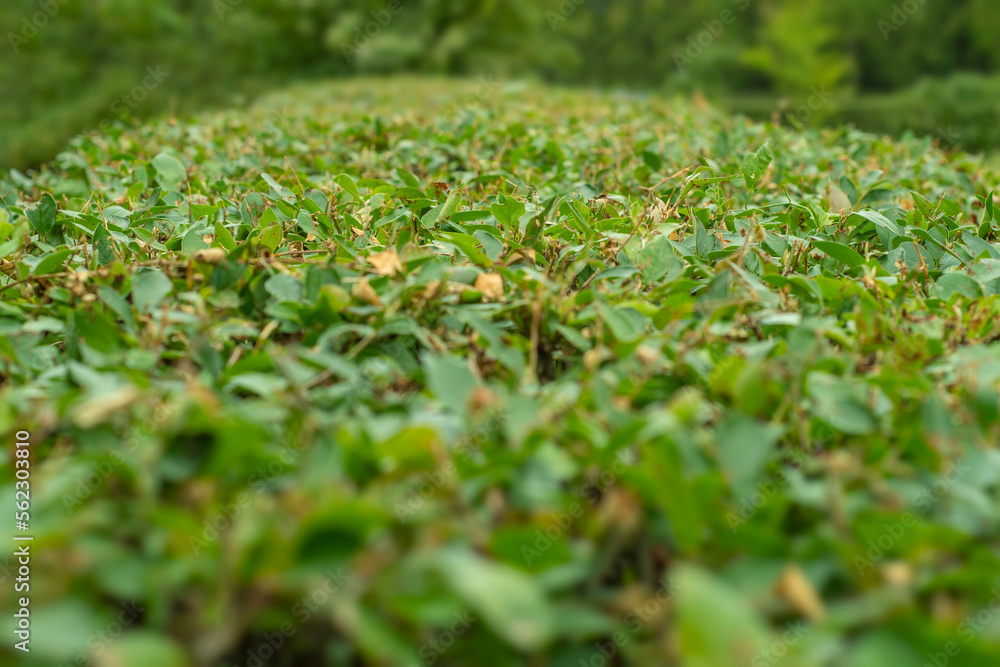 Close-up of the top of trimmed bushes. Close-up of the top of trimmed bushes.