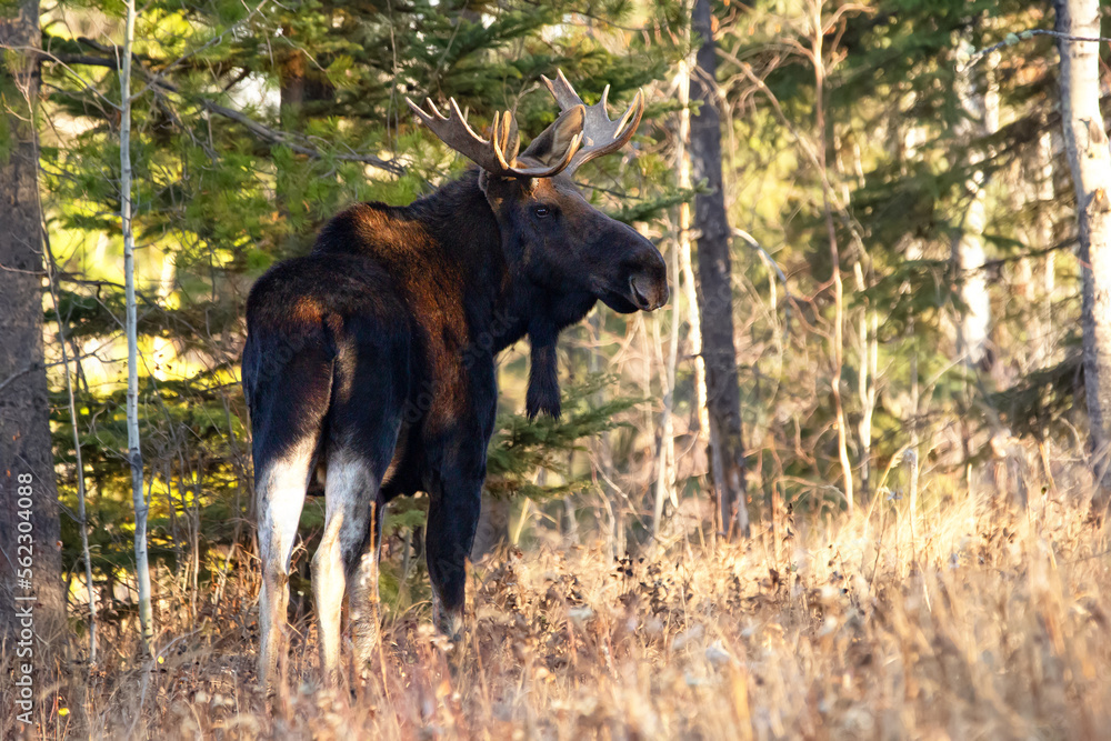 Big Moose bull with antlers is standing in the autumn forest.