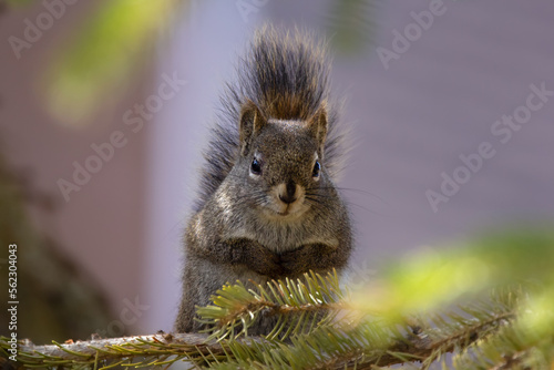 Serious American red squirrel is sitting on the branch of the tree. photo