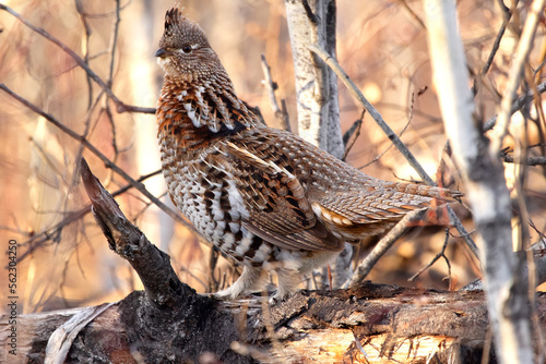 Ruffed grouse if masking in the  grass  during hunting season.