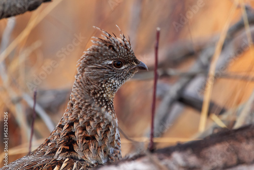 Fototapet Ruffed grouse if masking in the  grass  during hunting season.