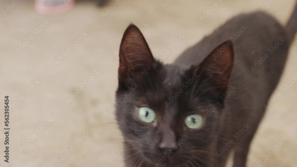 A Beautiful Black Cat With Green Eyes Walks Towards The Camera Looking. - Closeup A Beautiful Black Cat With Green Eyes Walks Towards The Camera Looking. - Closeup