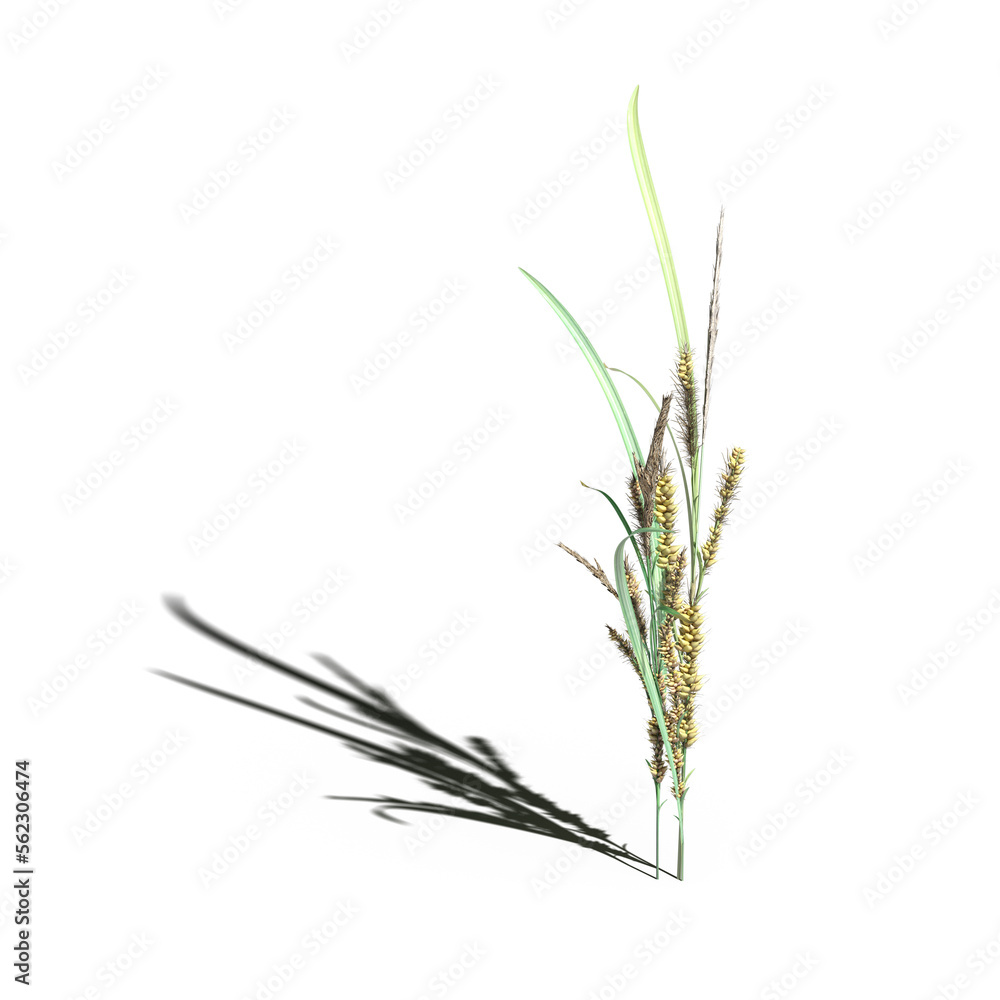 wild field grass with a shadow under it, isolated on white background, 3D illustration, cg render wild field grass with a shadow under it, isolated on white background, 3D illustration, cg render