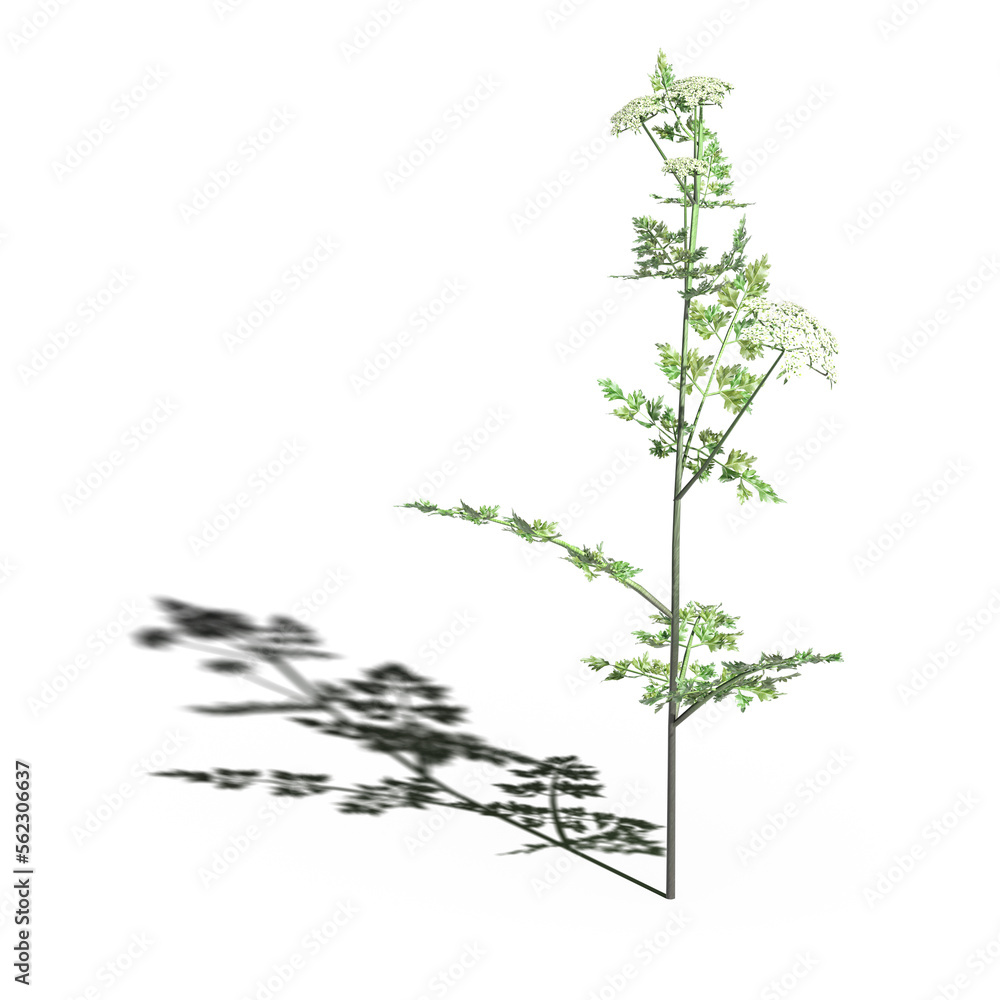 wild field grass with a shadow under it, isolated on white background, 3D illustration, cg render wild field grass with a shadow under it, isolated on white background, 3D illustration, cg render