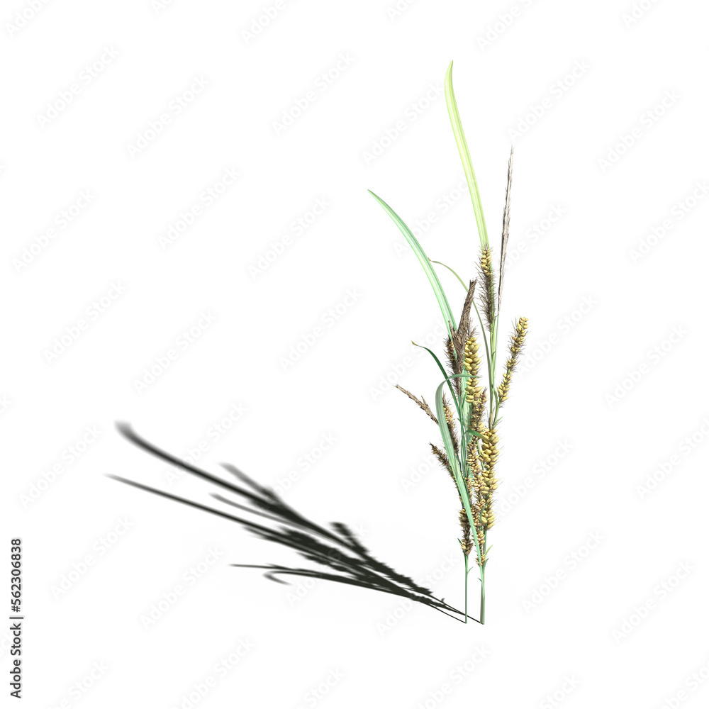 wild field grass with a shadow under it, isolated on a transparent background, 3D illustration, cg render wild field grass with a shadow under it, isolated on a transparent background, 3D illustration, cg render