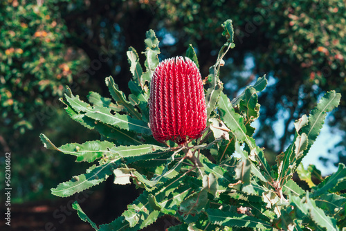 Pink Banksia bloom close up photo