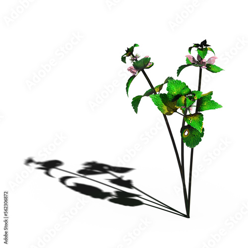 wild field grass with a shadow under it  isolated on a transparent background  3D illustration  cg render