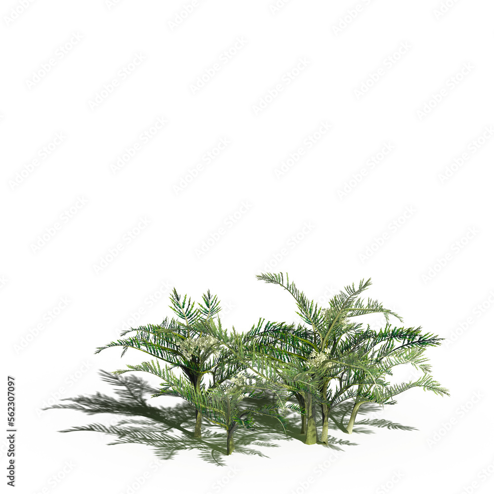wild field grass with a shadow under it, isolated on a transparent background, 3D illustration, cg render wild field grass with a shadow under it, isolated on a transparent background, 3D illustration, cg render