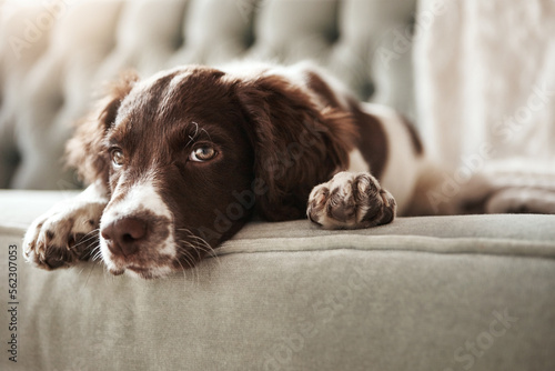 Photography Adorable dog, relax and sofa lying bored in the living room looking bored or cute with fur at home