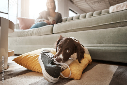 Pet, animal and dog with shoes in living room for playful, happiness and relaxing with owner at home. Training, domestic pets and woman on sofa with cute, adorable and furry puppy bite sneaker photo