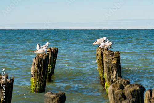 Seagulls sitting on the edge of old wooden breakwaters. Synanthropic seabird theme background © Николай Батаев