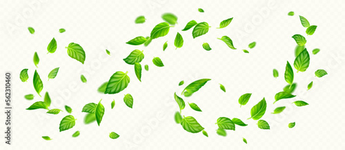 Green mint leaves falling and flying in air. Fresh summer or spring foliage of tea or peppermint, vortex of herbal leaves isolated on transparent background, vector realistic illustration