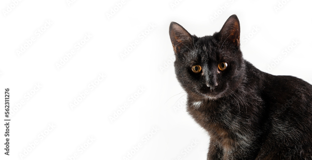 Black kitten with yellow eyes on a white background