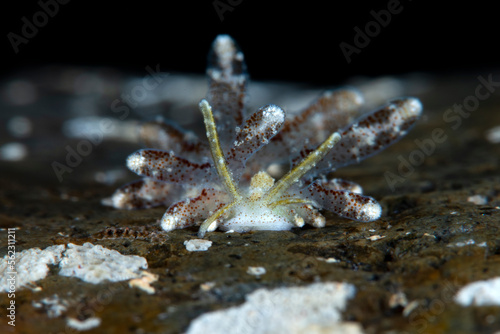 A tiny sea slug  7mm  - Soghenia palauensis. Underwater macro world of Tulamben  Bali  Indonesia.