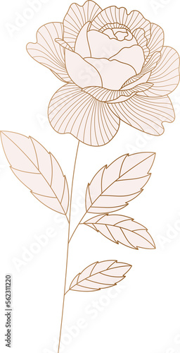 Rose flower golden line art