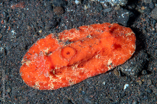 Sea slug - Sclerodoris tuberculata on the sea bottom. Underwater macro life of Tulamben, Bali, Indonesia.