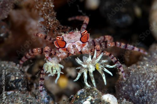 Boxer Crab - Lybia tesselata. Macro underwater world of Tulamben, Bali, Indonesia.