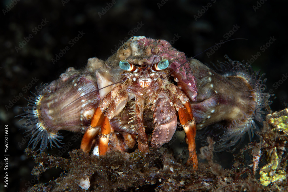 Hermit crab on the sea bottom. Underwater macro world of Tulamben, Bali, Indonesia. Hermit crab on the sea bottom. Underwater macro world of Tulamben, Bali, Indonesia.