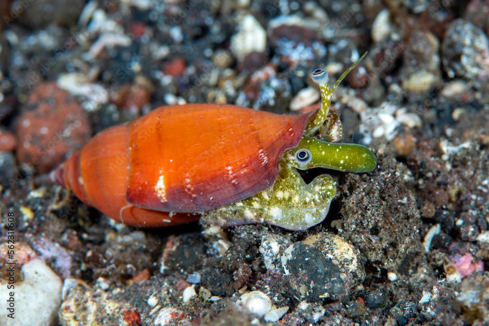 Sea snail. Underwater macro world of Tulamben, Bali, Indonesia. 