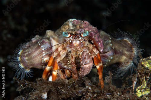 Hermit crab on the sea bottom. Underwater macro world of Tulamben  Bali  Indonesia.