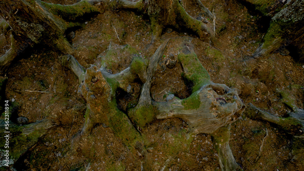 Cut out tree stump. Mossy tree roots. Old tree stub surrounded by green foliage.