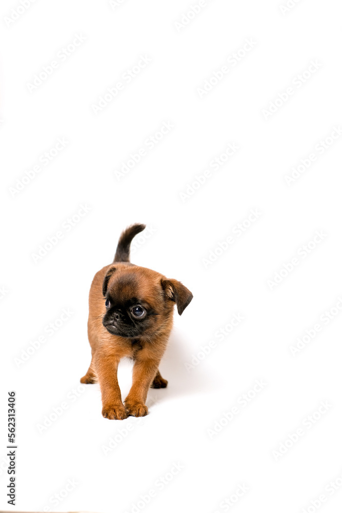 Brussels Griffon or petit brabanson puppy standing in side view and looking. Red Dog puppy Isolated on white background. 