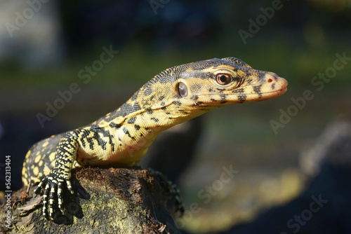 lizard on the rock