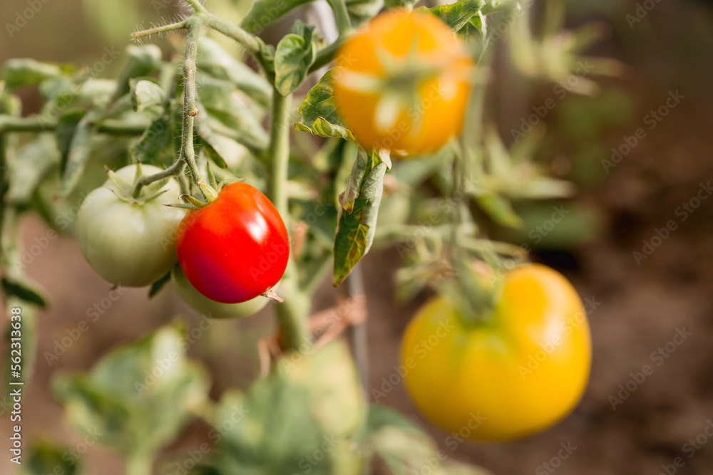 Harvest the tomato in the greenhouse.
