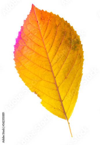 Autumn leaf from a tree isolated on a white background.