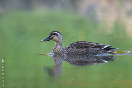 Spot-billed duck is swimming in the lake.