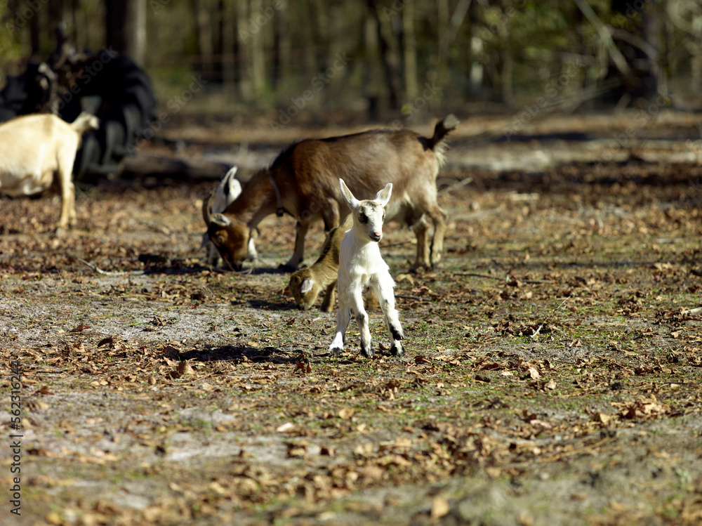 A small white and brown baby goat playing A small white and brown baby goat playing