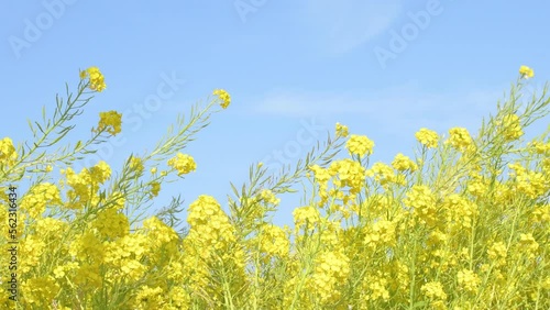 菜の花畑　さわやかな青空  
