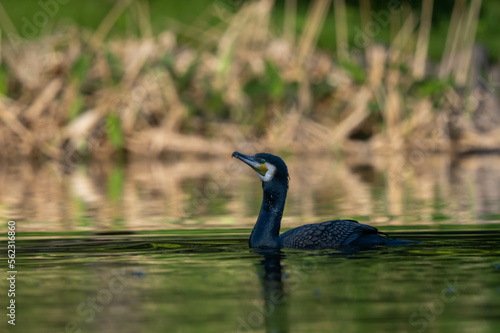 The commorant is swimming in the lake.