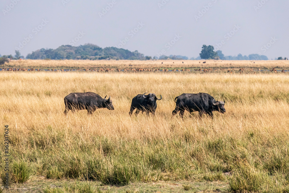 Buffalo grazing in a savannah in Chobe National Park.