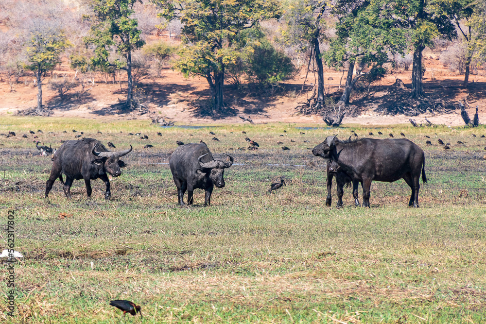 Fototapeta premium Buffalo grazing in a savannah in Chobe National Park.