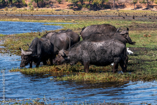 Buffaloes at a watering hole in Chobe National Park.