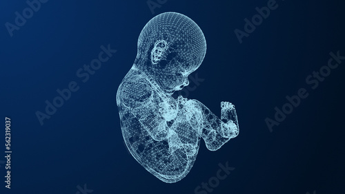 Womb development of the fetus within the plexus photo