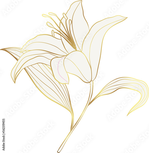 Lily flower golden line art photo