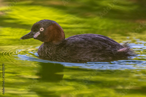 The little grebe is swimming in the lake.