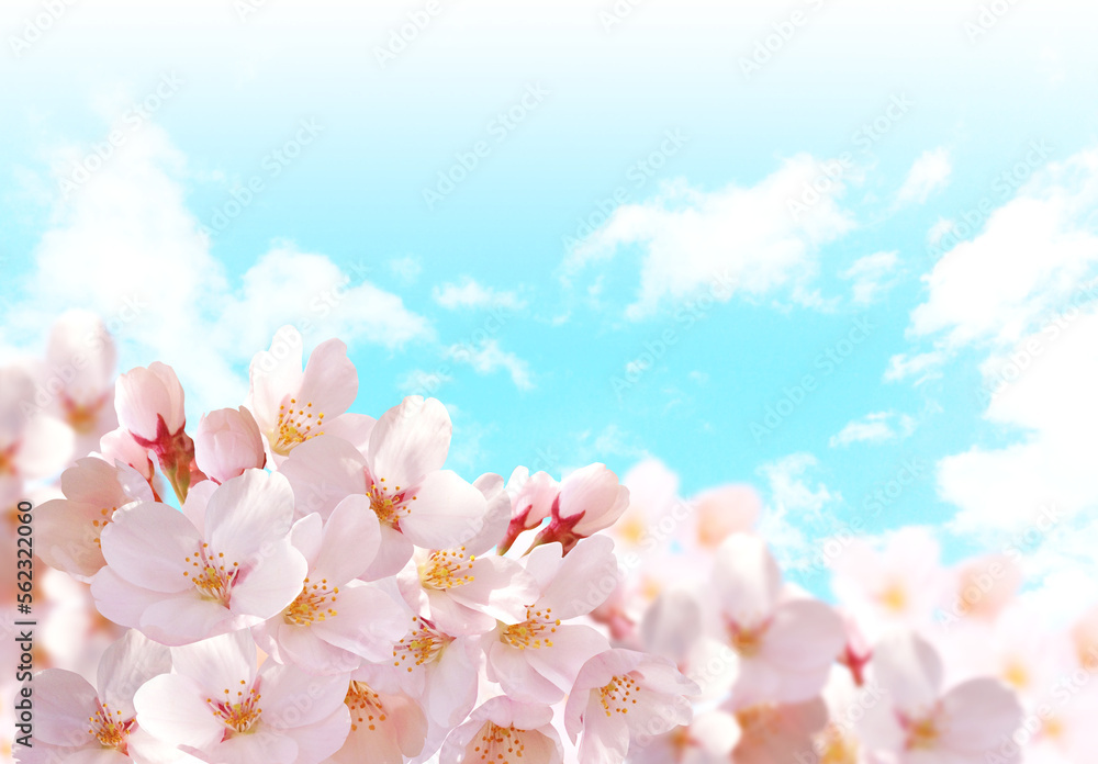 Fototapeta premium 青空と桜の花 背景透過