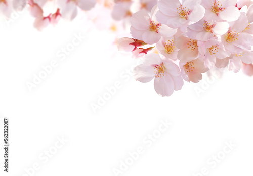 桜の花　背景透過