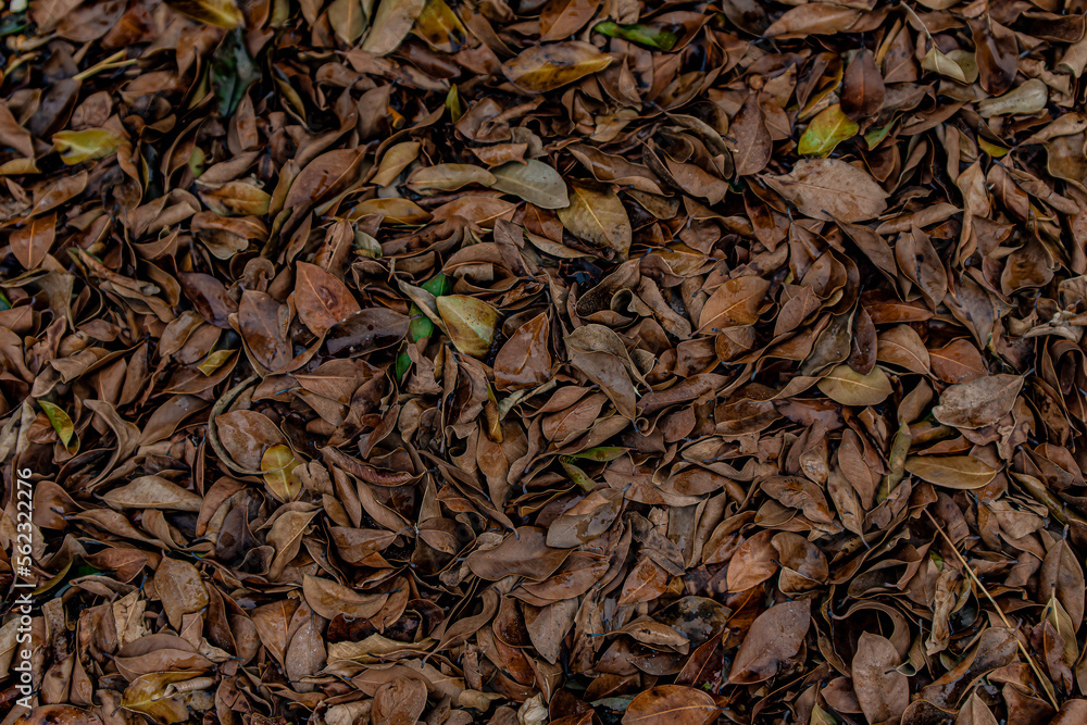 dry leaves on the ground	